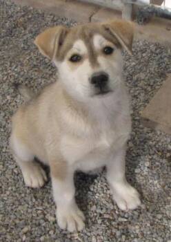 Rescue Siberian Husky and Mixed Breed Dogs for Adoption in Pahrump, Nevada - Leo (Aspen) (A1760415) | PetCurious