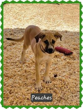 Rescue Anatolian Shepherd Dogs for Adoption in Granbury, Texas - Peaches | PetCurious