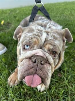 American Bulldog Dogs Available for Adoption - PEBBLES | PetCurious