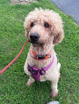 Honey -  Labrador Retriever and Poodle Dog for Adoption in Little Rock, Arkansas - Honey | PetCurious