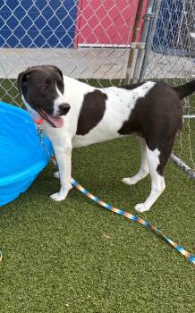 New York -  Pit Bull Terrier and Labrador Retriever Dog Available for Adoption in Hartsville, South Carolina - New York | PetCurious