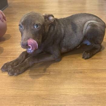 Gizmo -  Chocolate Labrador Retriever Dog for Adoption in Houston, Texas - Gizmo | PetCurious