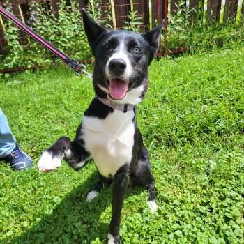 Orea -  Border Collie and Husky Dog for Adoption in Winnipeg, Manitoba - Orea | PetCurious