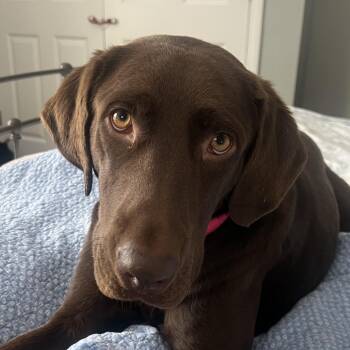 Labrador Retriever Dogs Available for Adoption in Columbia, South Carolina - Lizzy | PetCurious