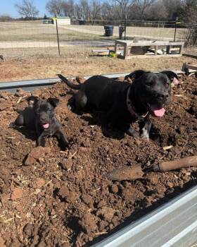 Pit Bull Terrier Dogs Available for Adoption - Pepino | PetCurious