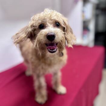 Virginia - Foster Home Needed -  Poodle Dog for Adoption in Hartland, Wisconsin - Virginia - Foster Home Needed | PetCurious