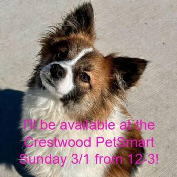 Pomeranian Dogs Available for Adoption - Milo Mayhem | PetCurious