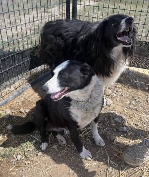 Sally -  Border Collie Dog for Adoption in Challis, Idaho - Sally | PetCurious