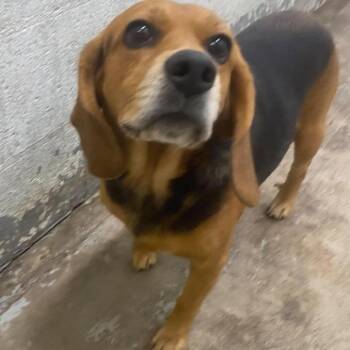 Saint -  Mixed Breed and Beagle Dog for Adoption in Huntington, West Virginia - Saint | PetCurious
