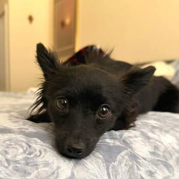 Chihuahua Dogs Available for Adoption in Tampa, Florida - Ranger | PetCurious