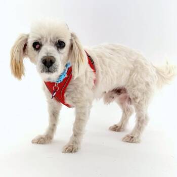 Pocus 14613 -  Miniature Poodle Dog for Adoption in San Francisco, California - Pocus 14613 | PetCurious