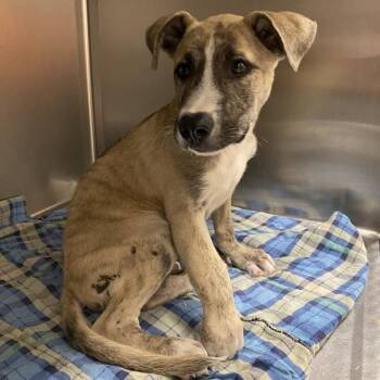 WAGS-Stray-22874 -  Shepherd and Mixed Breed Dog for Adoption in Westminster, California - WAGS-Stray-22874 | PetCurious
