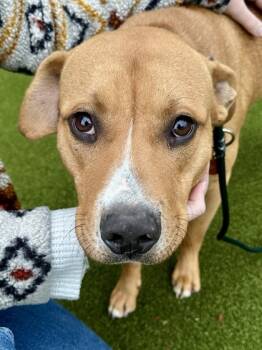 Rescue Mixed Breed Dogs for Adoption in Wichita, Kansas - Jose Jr. | PetCurious