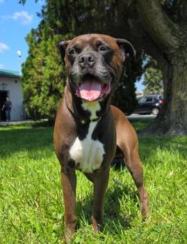Bert -  Boxer Dog for Adoption in Huntington, Indiana - Bert | PetCurious