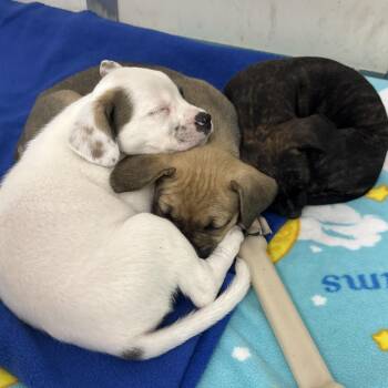 Fro-Yo, Popsicle, Gelato -  Mixed Breed Dog for Adoption in Oconto, Wisconsin - Fro-Yo, Popsicle, Gelato | PetCurious