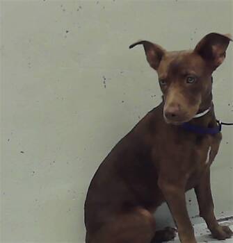 JODI -  Labrador Retriever and Mixed Breed Dog for Adoption in Houston, Texas - JODI | PetCurious