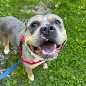 Buddy -  Pit Bull Terrier and Mixed Breed Dog for Adoption in Beacon, New York - Buddy | PetCurious