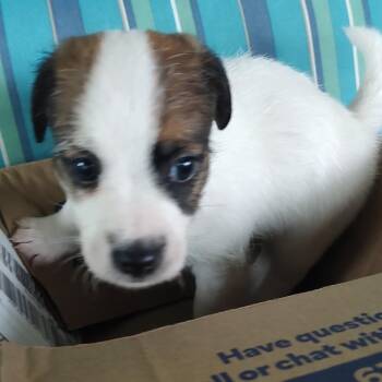 Jack Russell Terrier Dogs Available for Adoption in Blue Springs, Missouri - Butch | PetCurious