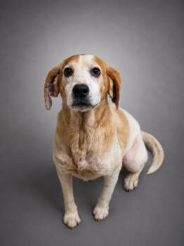 Austin -  Beagle and Mixed Breed Dog for Adoption in Bowling Green, Kentucky - Austin | PetCurious