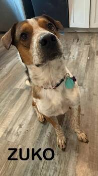 Rescue Australian Cattle Dog Blue Heeler Dogs for Adoption in Washington, Pennsylvania - Zuko | PetCurious