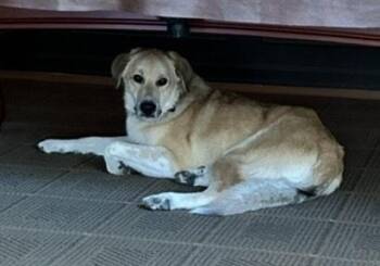 Great Pyrenees and Anatolian Shepherd Dogs Available for Adoption - Guinness | PetCurious