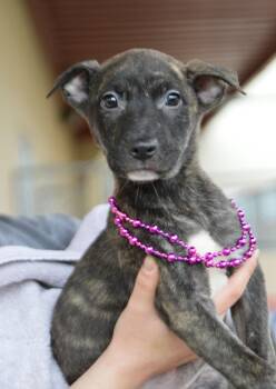 Shepherd Dogs Available for Adoption - Smushy | PetCurious