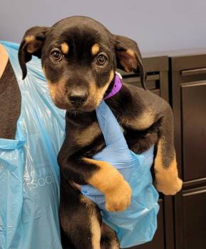 Mixed Breed Dogs Available for Adoption in Chillicothe, Ohio - Flag Day | PetCurious