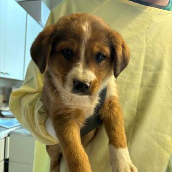 Mixed Breed Dogs Available for Adoption - Radnor | PetCurious
