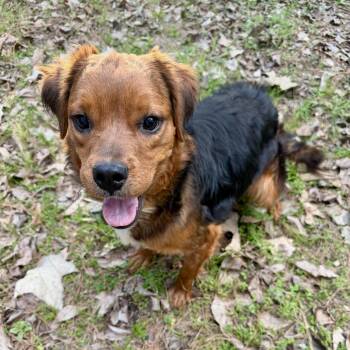 Beagle and Mixed Breed Dogs Available for Adoption in Houston, Texas - Beau | PetCurious