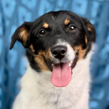 Terrier Dogs Available for Adoption in Hondo, Texas - Norman - The Sweet, ReadyforAdventure Pup From Hondo | PetCurious