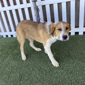 A613186 -  Great Pyrenees and Border Collie Dog for Adoption in Modesto, California - A613186 | PetCurious