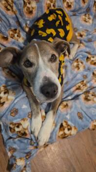 Buck -  Mountain Cur Dog for Adoption in Martinsburg, West Virginia - Buck | PetCurious