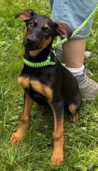 Leela -  Mixed Breed Dog for Adoption in Morristown, New Jersey - Leela | PetCurious