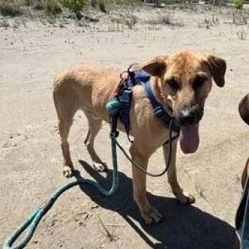 Louis -  Black Mouth Cur Dog for Adoption in Toronto, Ontario - Louis | PetCurious
