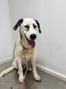 Pongo -  Hound Dog for Adoption in Luling, Texas - Pongo | PetCurious