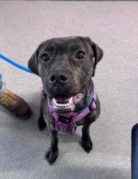 Glitter -  Mixed Breed Dog for Adoption in West Chester, Pennsylvania - Glitter | PetCurious