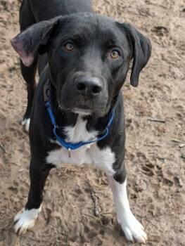 Labrador Retriever Dogs Available for Adoption - Ducky | PetCurious