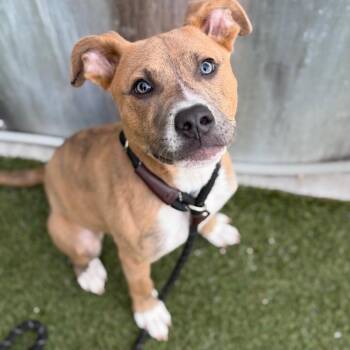 Cerberus -  Pit Bull Terrier and Mixed Breed Dog for Adoption in Brentwood, Missouri - Cerberus | PetCurious
