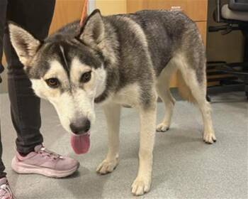 RAPIDASH -  Siberian Husky Dog for Adoption in Tustin, California - RAPIDASH | PetCurious