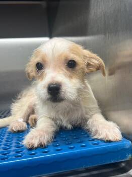 Duke Fishron -  Terrier Dog for Adoption in Nacogdoches, Texas - Duke Fishron | PetCurious