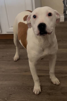Rescue Pit Bull Terrier Dogs for Adoption in Ontario, California - Myla | PetCurious