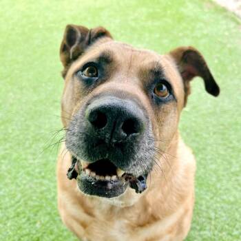 Shepherd Dogs Available for Adoption in Ojai, California - Zach | PetCurious