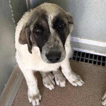 Palomo -  Great Pyrenees and Mixed Breed Dog for Adoption in Ardmore, Oklahoma - Palomo | PetCurious