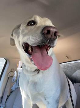 Marlie -  Labrador Retriever Dog for Adoption in Rock Springs, Wyoming - Marlie | PetCurious