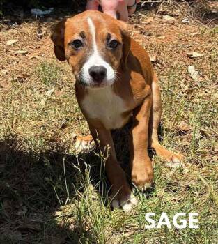 Hound Dogs Available for Adoption in Washington, Georgia - Sage | PetCurious