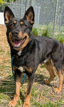 German Shepherd Dog Dogs Available for Adoption in Chicago, Illinois - Sultan | PetCurious