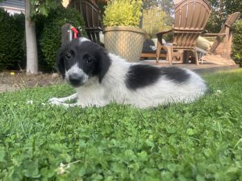 Dolly -  Border Collie and Labrador Retriever Dog for Adoption in Bend, Oregon - Dolly | PetCurious
