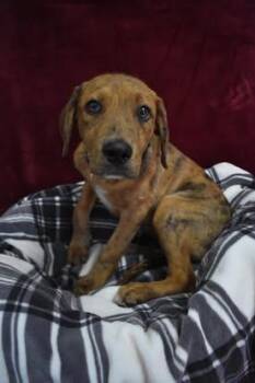 Catahoula Leopard Dog Dogs Available for Adoption in Altoona, Pennsylvania - Edward | PetCurious