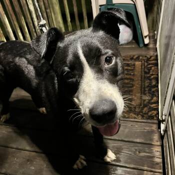 Courtesy - Toby -  Mixed Breed Dog Available for Adoption in Mobile, Alabama - Courtesy - Toby | PetCurious
