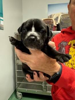 Rescue Dachshund and Mixed Breed Dogs for Adoption in Belleville, Illinois - VIENNA | PetCurious